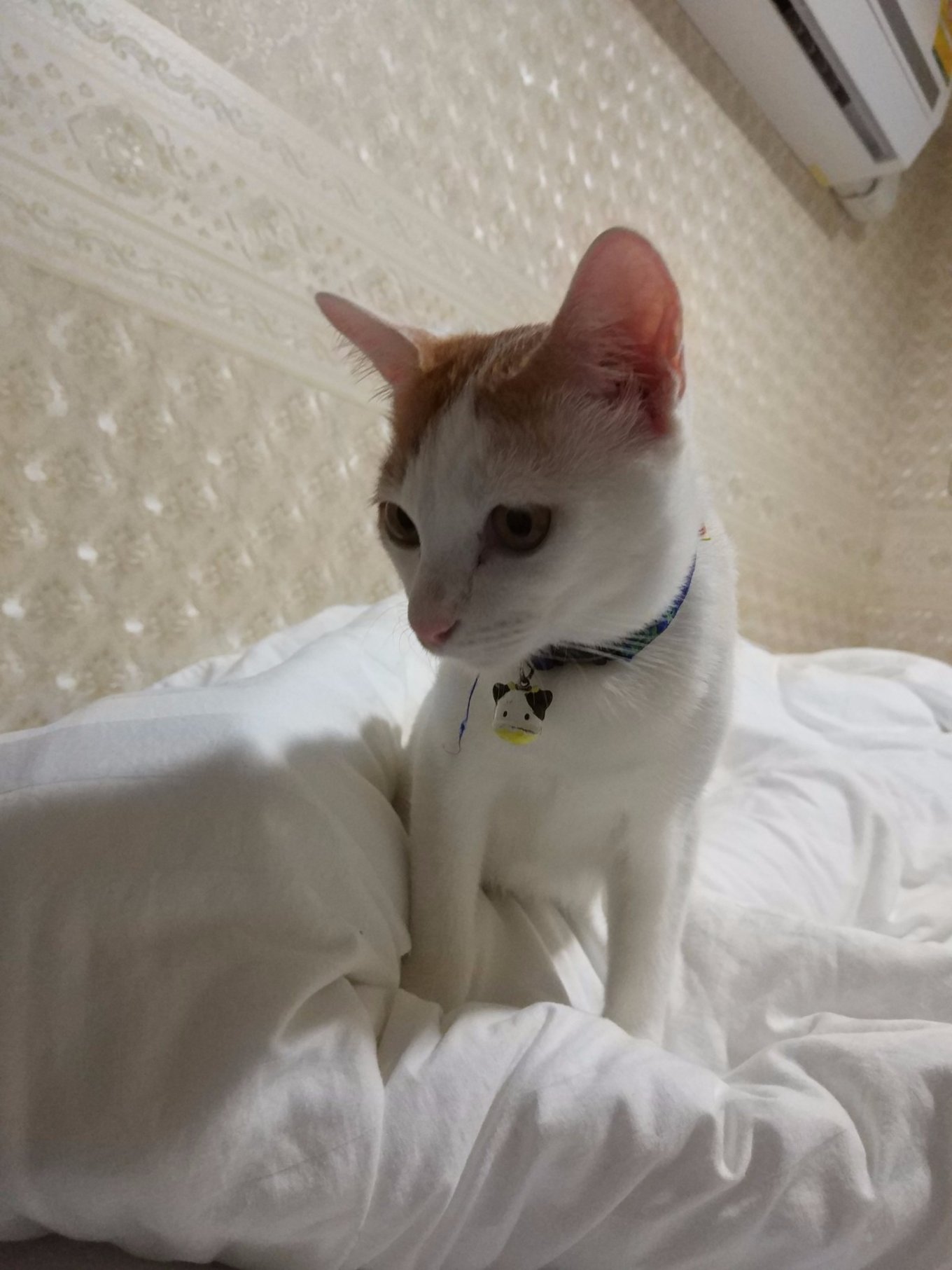 泰国清迈曼谷四日游攻略,说走就走的旅行港澳篇