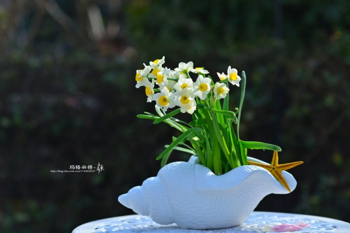 水仙花卉美图,植物水仙子图片