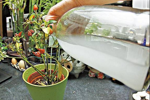 淘米水属于什么肥料,原来淘米水还有这么多妙用