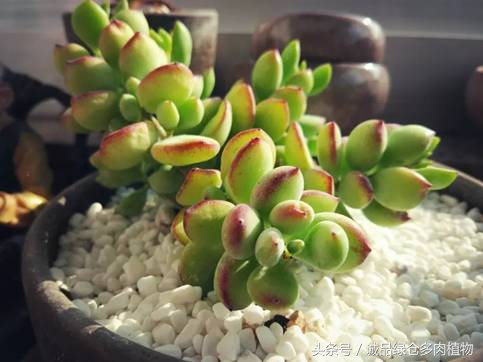 达摩福娘多肉的养殖方法,达摩福娘和精灵豆的区别