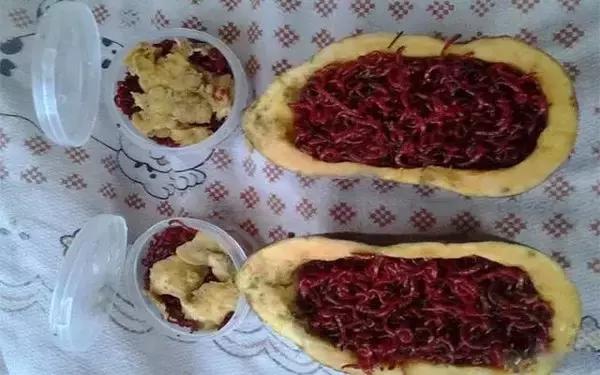 用白萝卜养红虫可以吗,土豆萝卜养红虫