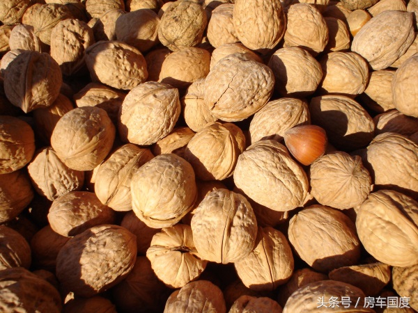 入境模拟课堂第二讲：澳大利亚海关入境与物品申报流程攻略