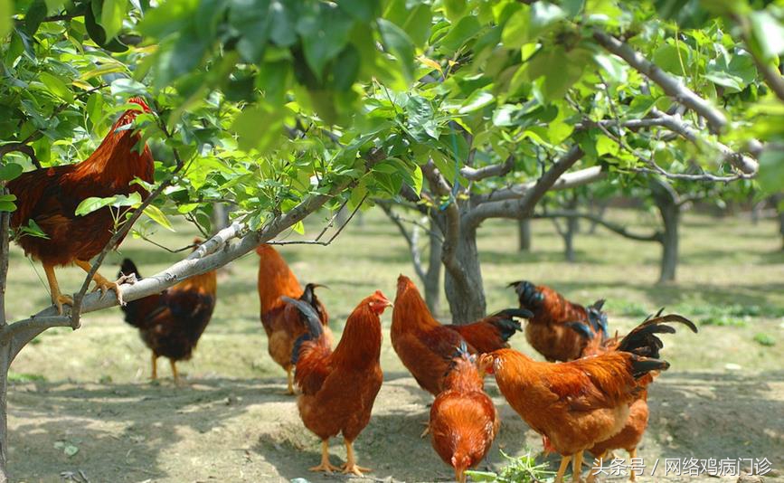 养土鸡怎么防治病,养鸡技术大全散养土鸡