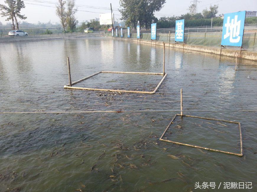 养泥鳅要注意事项,养泥鳅需要注意哪些细节