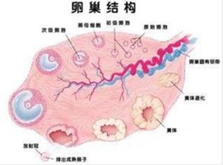 每个人都应该知道的关于多囊卵巢综合症的事？