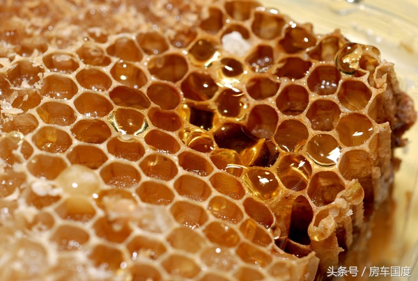 入境模拟课堂第二讲：澳大利亚海关入境与物品申报流程攻略