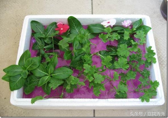 高锰酸钾消毒对植物有害吗,怎样用高锰酸钾给植物消毒