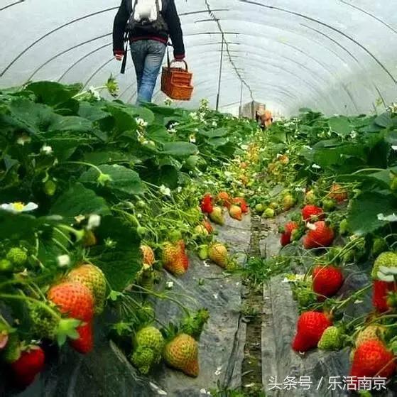 南京踏青赏梅乐享春光,赏梅园