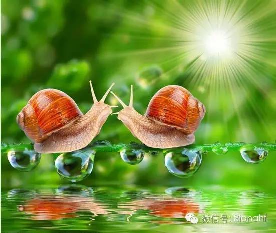 伊思蜗牛霜和韩雅蜗牛霜哪个好用,泰国蜗牛霜和伊思蜗牛霜哪个好