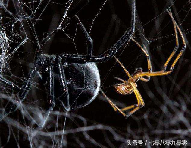 动物求偶记,动物求偶表现大全