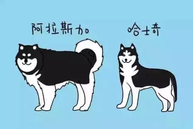 你绝不知道，哈士奇和阿拉斯加差别最大的地方原来是……菊花！