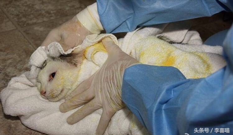 如果猫咪得了猫癣该怎么办,总有人问猫咪生病怎么回答