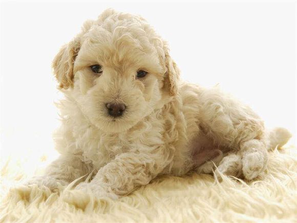 普遍的狗狗品种大全及图片,所有狗狗品种集合大全