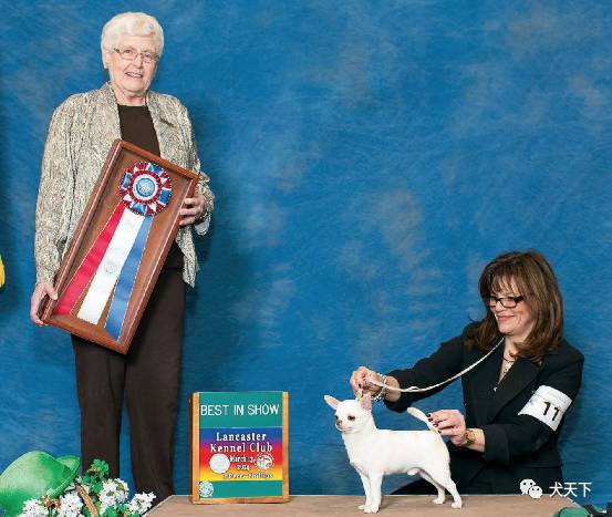 德牧登顶！BIS视频！世界第一犬展2017西敏寺赛果总汇