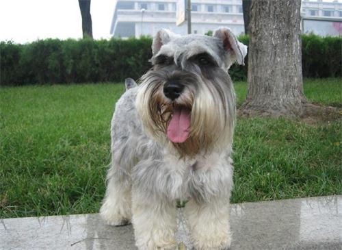 雪纳瑞小狗大便有血,雪纳瑞大便有点稀怎么办