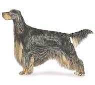 狗狗品种收集大全,收藏狗狗