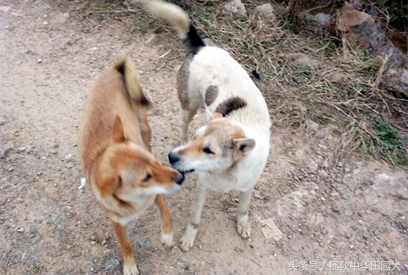 中华田园犬与东北笨狗一样吗,福建正宗中华田园犬