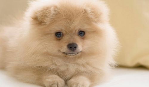 一个多月的博美拉肚子,七个月的小博美大便稀有黏液