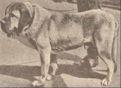 普遍的狗狗品种大全及图片,所有狗狗品种集合大全