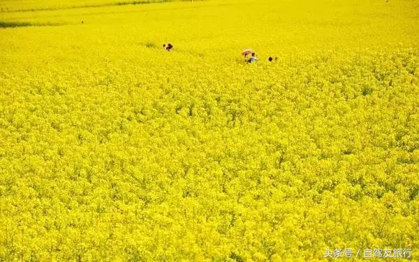 湖南赏花自驾游攻略,湖南旅游赏花攻略