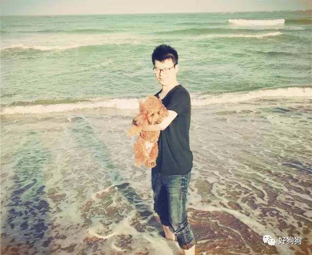 一只贵宾狗,一只贵宾犬