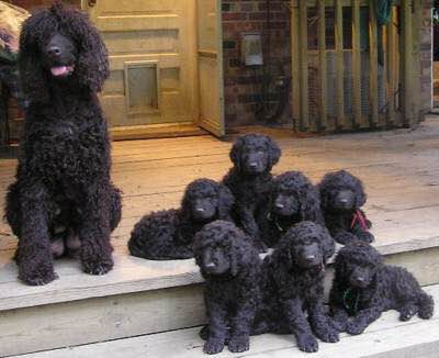 收藏狗狗的图片,收藏宠物集