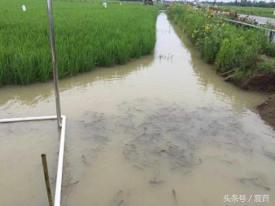稻田泥鳅青蛙生态循环养殖,稻田里养本地泥鳅最好方法