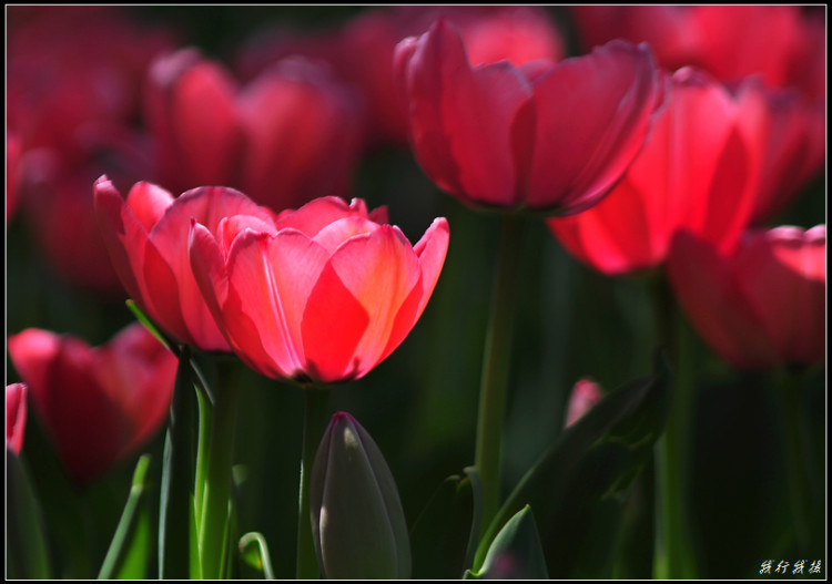 郁金香花卉摆放,郁金香花卉基地