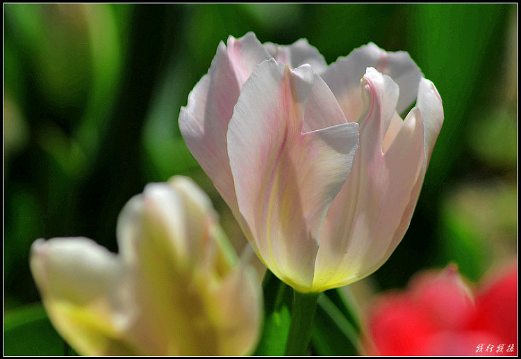 郁金香花卉摆放,郁金香花卉基地