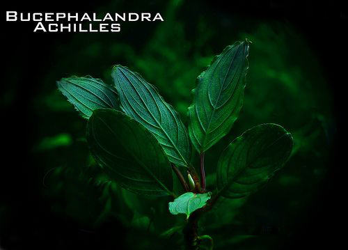 水族辣椒榕,水族朋友圈