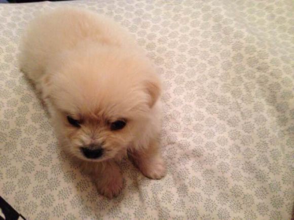 狗狗品种收集大全,收藏狗狗