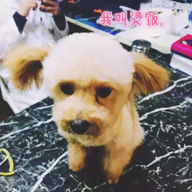 长沙人爱养什么品种的鸟,长沙人为什么喜欢养乌龟