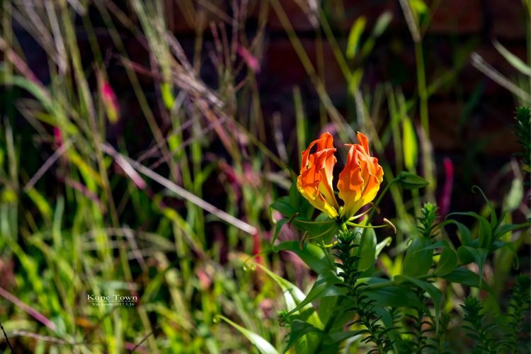 走进彩虹之国感受南非独特之美,彩虹之国南非