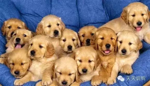 宠物狗去哪里买比较靠谱,宠物狗到哪里买最便宜