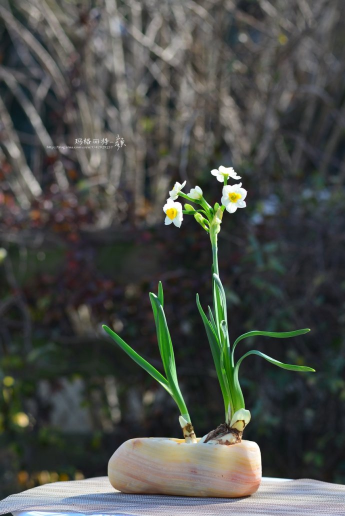 水仙花卉美图,植物水仙子图片