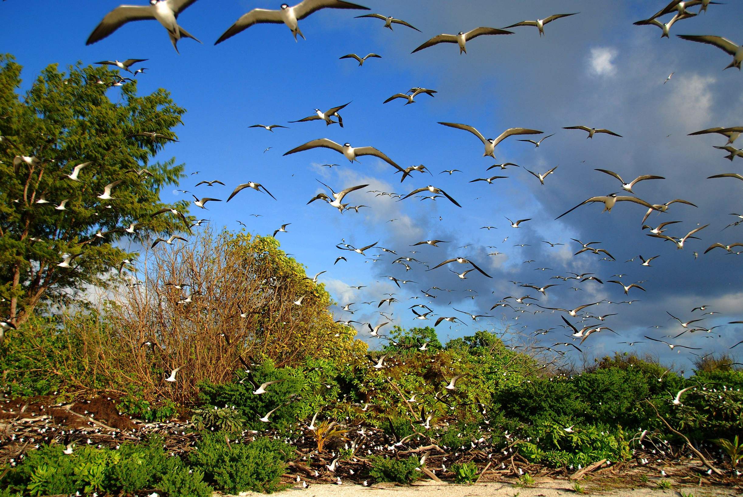 沈阳鸟岛视频,沈阳都有啥桥