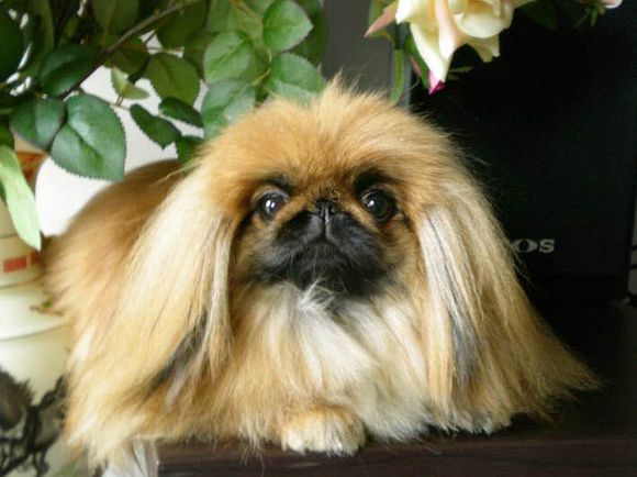 普遍的狗狗品种大全及图片,所有狗狗品种集合大全