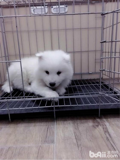 萨摩得了细小在家可以自己治吗,萨摩容易得细小吗