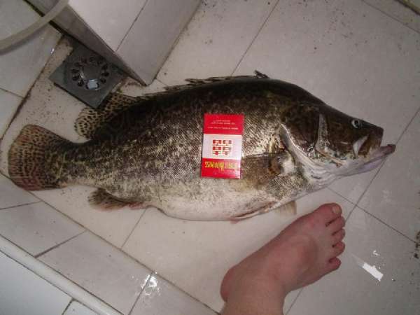 牛人自制鱼竿钓鱼,自制手竿鲤鱼钓组