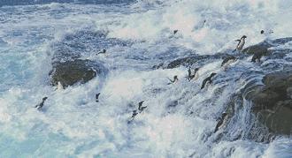 豆瓣9.7的企鹅版《无间道》，上演最萌版「原配撕小三」！