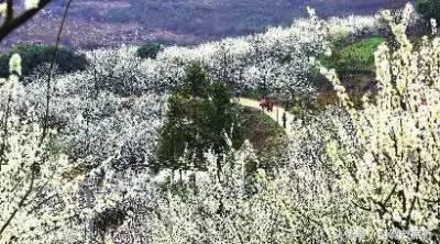 湖南赏花自驾游攻略,湖南旅游赏花攻略