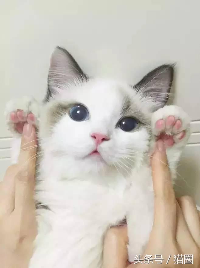 养猫的过程中猫容易得哪些病,养猫的人容易得哪些病