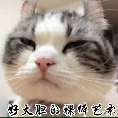 荷兰猪卖肉视频,又黑又大的荷兰猪