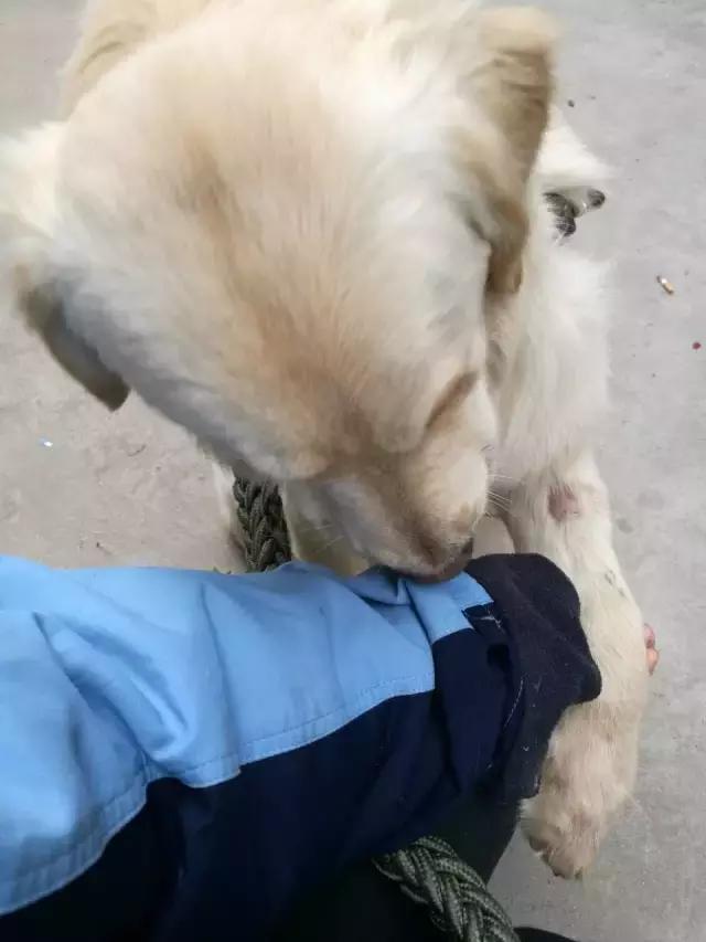 长沙人爱养什么品种的鸟,长沙人为什么喜欢养乌龟