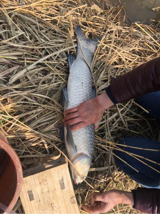 最大钓七八斤的鱼用什么竿子,5.4溪流竿能钓几斤的鱼