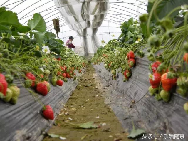 南京踏青赏梅乐享春光,赏梅园