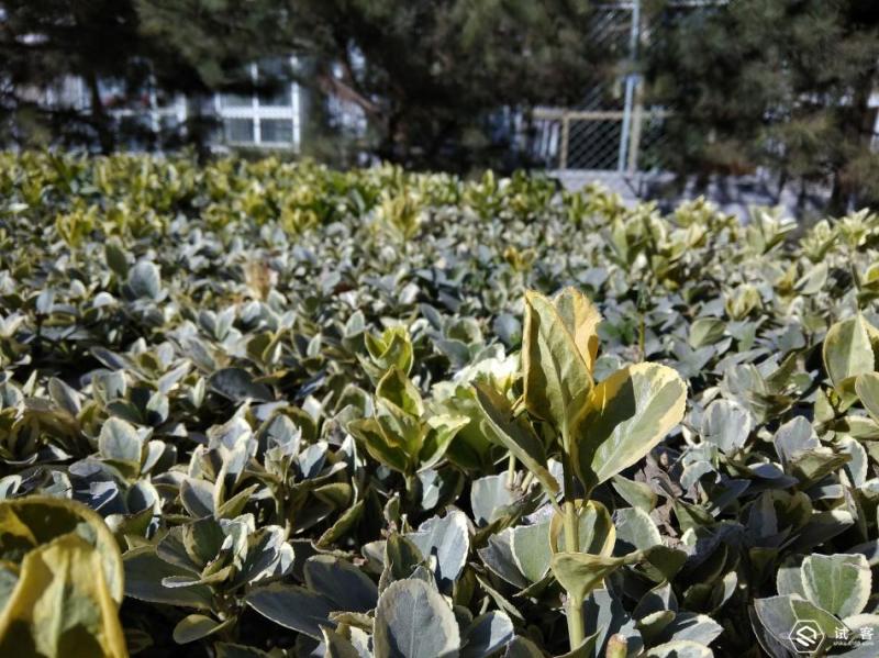 红米note4x能用27w快充吗,红米note4x快充