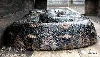 6个有趣奇闻异事保证你没听过,世界奇闻异事大全集