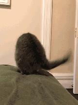 萌宠动物图鉴,萌宠萌图第591期