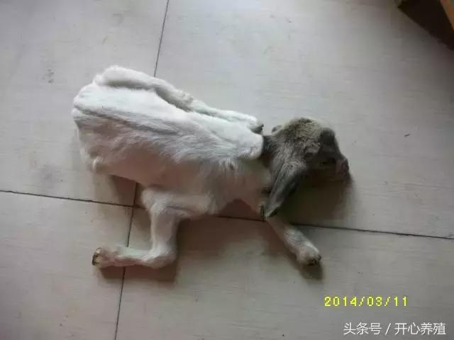 刚出生羔羊软瘫症的治疗方法,羔羊软瘫灵口服快还是注射好